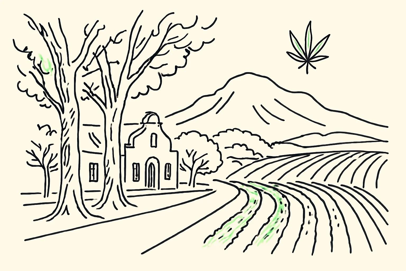 Line-art illustration of Stellenbosch with oak-lined Dorp Street, a Cape Dutch gable and vineyard rows